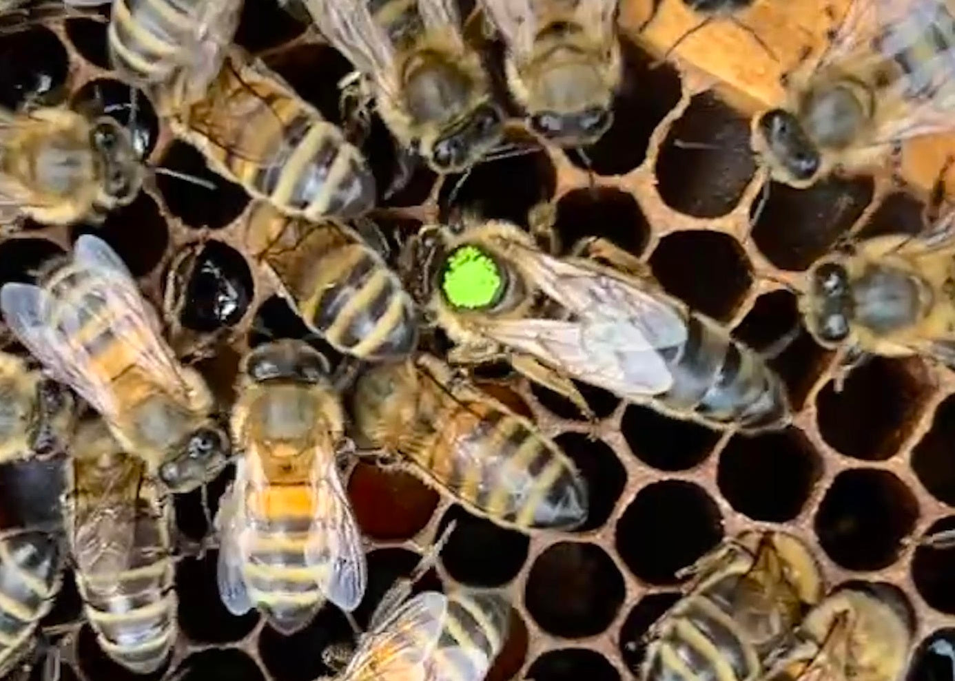 Virgin Queen Raised from a Jolanta™ Breeder Queen