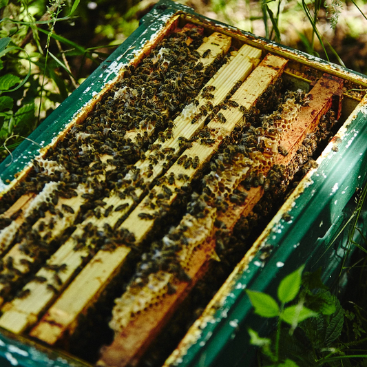 Overwintered 5 frame Nucleus of Bees